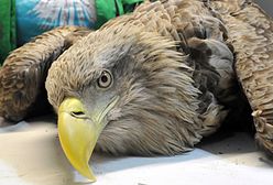 To zdarzyło się w Polsce