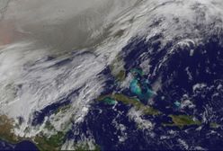 Wir polarny zaatakuje nas latem?