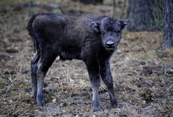 Młody żubr dumą ostoi na Podlasiu