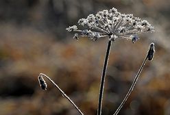 To zdarzyło się w Polsce!