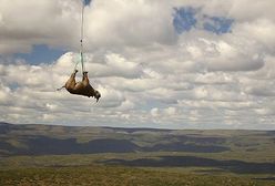 Latający nosorożec