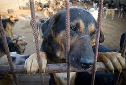 Schronisko czy obóz koncentracyjny?