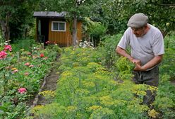 Orzeczenie trybunału konstytucyjnego ws. ogródków działkowych