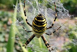 Plaga pająków w Polsce