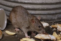 Filmowy przegląd tygodnia