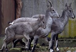 Nowi lokatorzy  w zoo