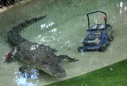 Krokodyl w starciu z maszyną