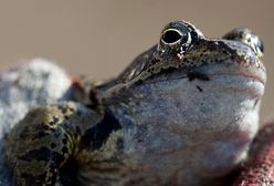W Poznaniu ekolodzy ratują płazy