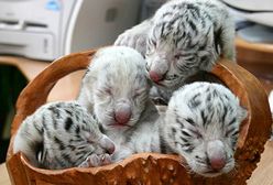Tygrysica Tymoszenko urodziła
