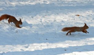 Genialny meteorolog z USA przewiduje ciężką, śnieżną zimę