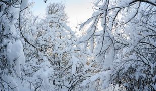 Prognoza długoterminowa - powrót zimy
