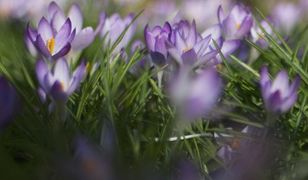 Pierwszy dzień wiosny. Jaka będzie?