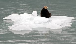 Dramatyczna animacja NOAA. Tak topi się Arktyka