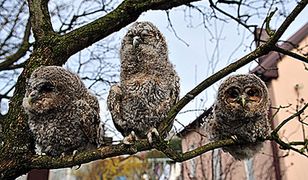 Puszczyki w Ośrodku Rehabilitacji