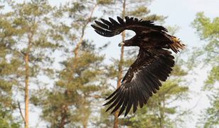 Bieliki wracają na wolność