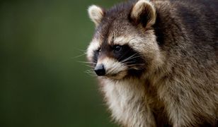 Dzikie zwierzęta w Polsce