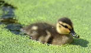 Prognoza długoterminowa - przyjemny epilog lata