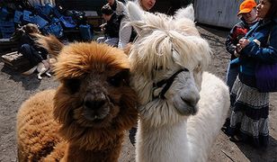 Alpakoterapia w Bydgoszczy