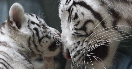 Białe tygryski