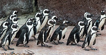 Nietypowa akcja wrocławskiego zoo