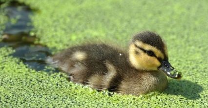 Rekordowe upały w 2015 roku?