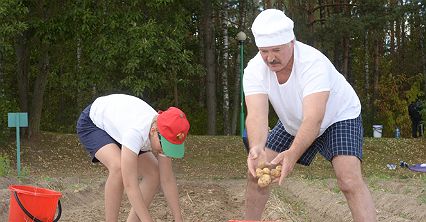 Łukaszenka na zbiorach ziemniaków
