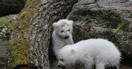 Młode niedźwiedzie polarne z Monachium