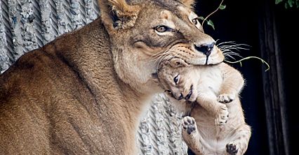 Zoo w Kopenhadze znowu zabija zwierzęta