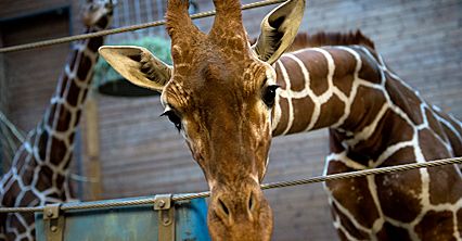Skandal w duńskim zoo