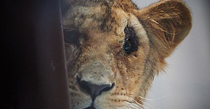Są atrakcją gdańskiego zoo