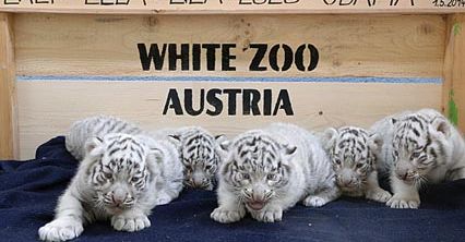 Tygrysie pięcioraczki z Austrii