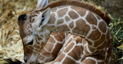 Nowa żyrafka w niemieckim zoo