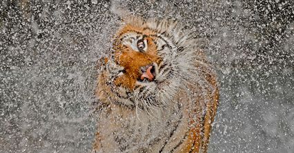 Najlepsze zdjęcia National Geographic 2012