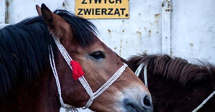 Skaryszewski Jarmark Koński "Wstępy"