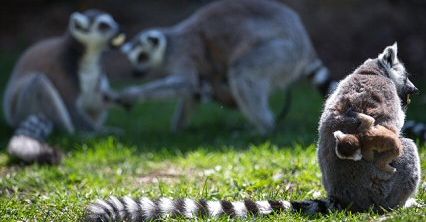 Lemury z zoo we Wrocławiu