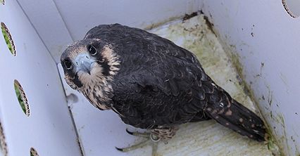 Sokoły wędrowne zamieszkały w sztucznych gniazdach