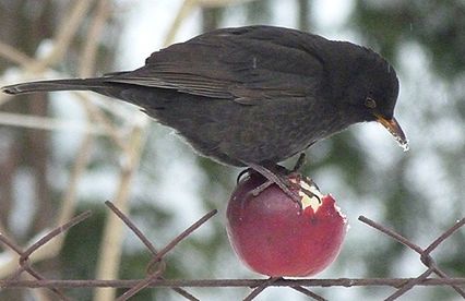 Dokarmianie ptaków zimą