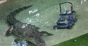 Krokodyl w starciu z maszyną