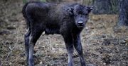 Młody żubr dumą ostoi na Podlasiu