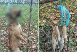 Przypadkiem odkrył szczeniaka powieszonego na płocie szkoły. Jest nagroda za znalezienie sprawcy