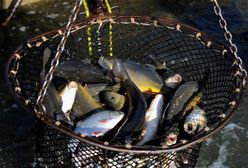 Karpiowe "żniwa" rozpoczęte