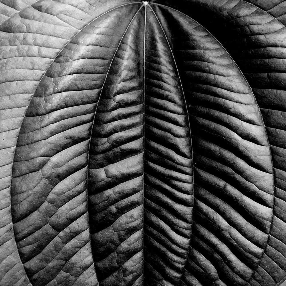 LEAF CLOSE-UP