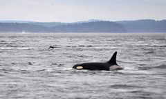 Orka w Sekwanie. "Jej stan jest krytyczny"