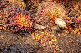 Olej palmowy paliwem dla komórek rakowych? Badacze odkryli związek