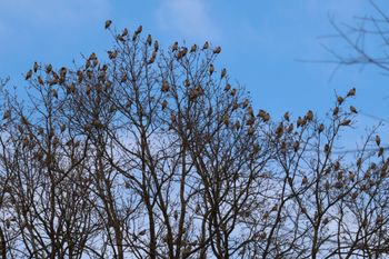 Leśnicy aż przetarli oczy. Obsiadły całe gałęzie. "Prawdziwy nalot"