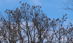 Leśnicy aż przetarli oczy. Obsiadły całe gałęzie. "Prawdziwy nalot"