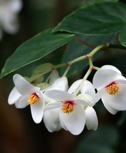 Begonia doniczkowa. Piękna roślina w doniczce