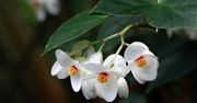 Begonia doniczkowa. Piękna roślina w doniczce