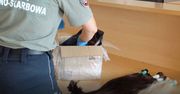 Medyka. Zaskakujący towar na granicy. Ukrył cały karton
