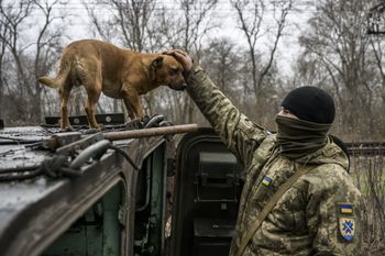 Wojna błyskawicznie zmienia psy w Ukrainie. "Uderzające wyniki" badań